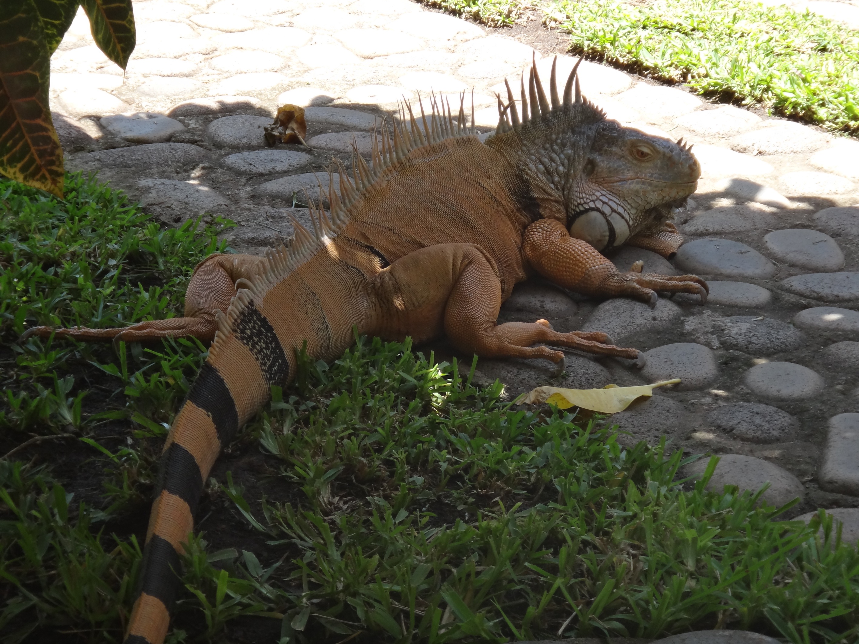 iguana elsavador